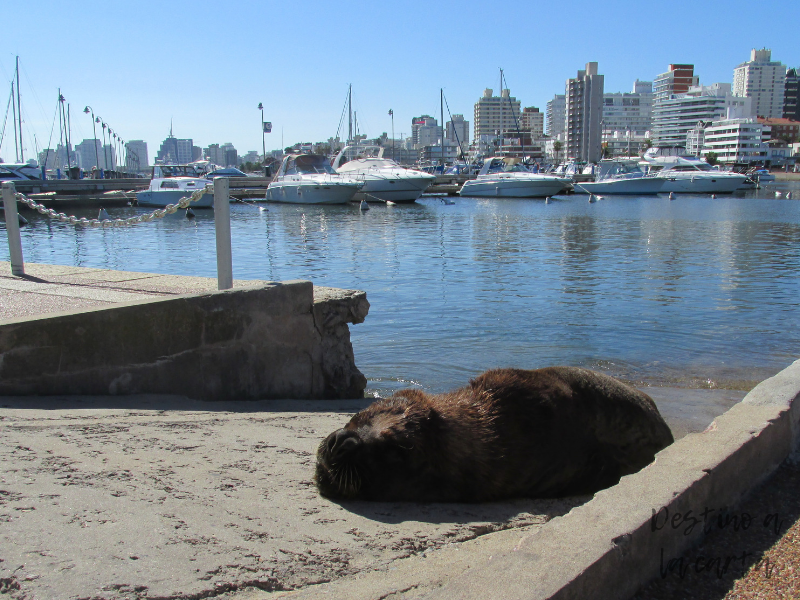 Lobo marino - Puerto Punta del Este