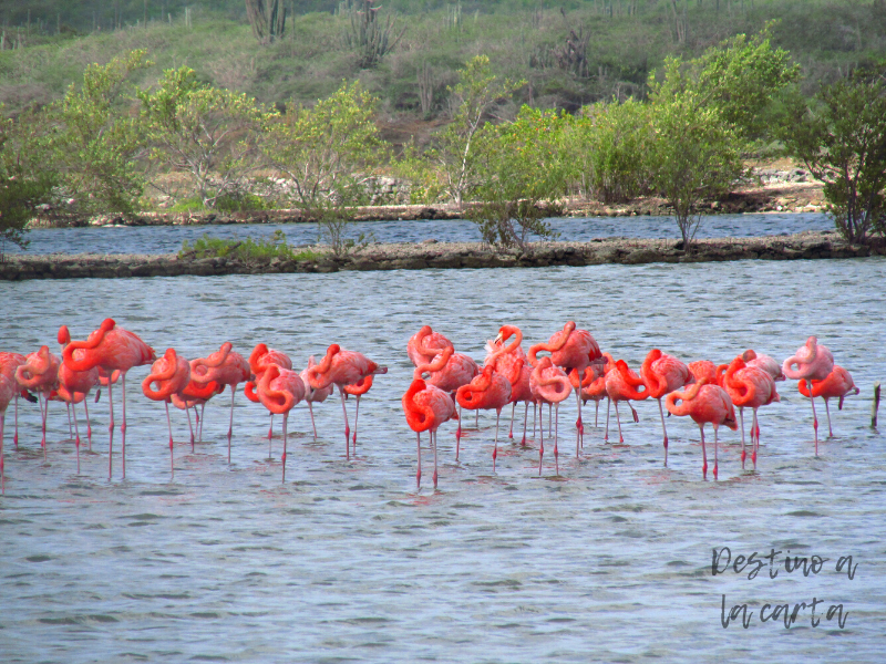 flamencos rosados curazao