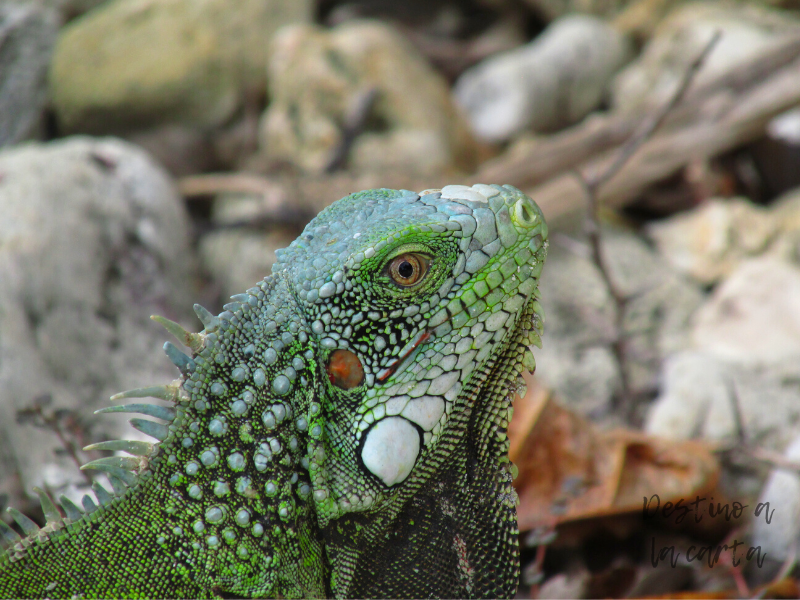 Iguana Curazao en el Parque Nacional Christoffe