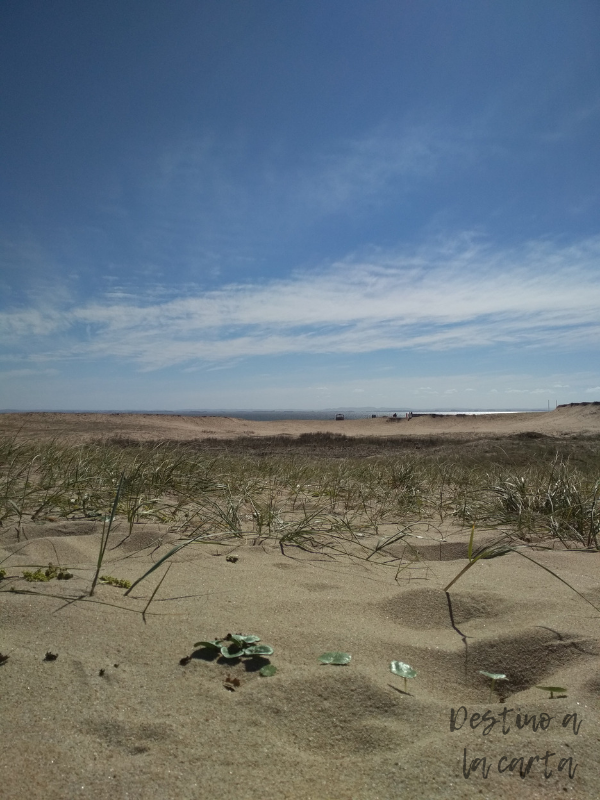 vegetación laguna de rocha