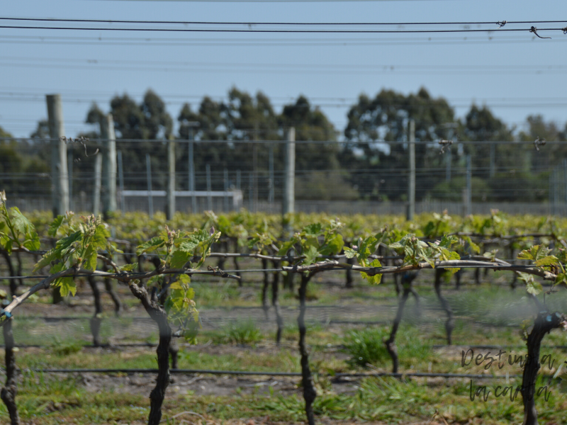 viñedos y bodega fripp