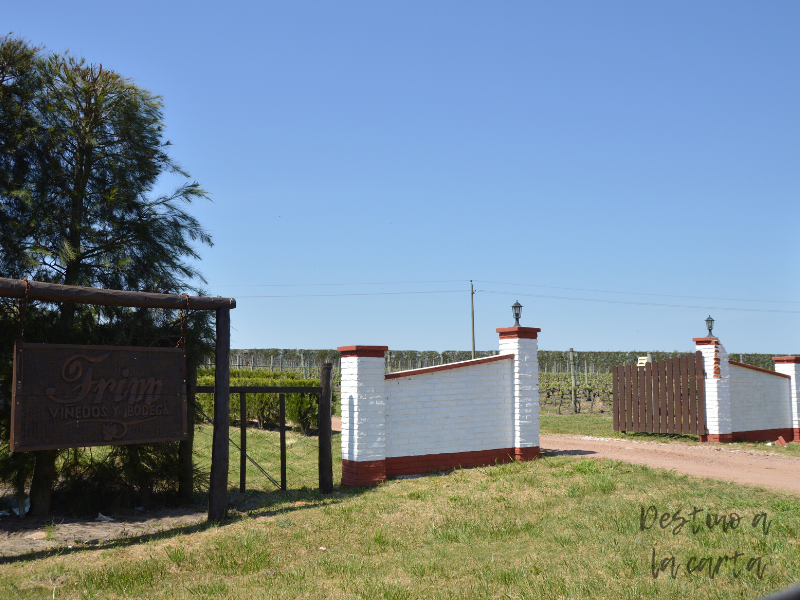 viñedos y bodega fripp