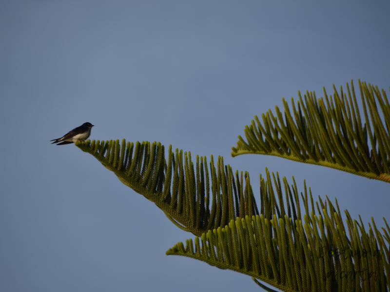 Golondrina Casapueblo