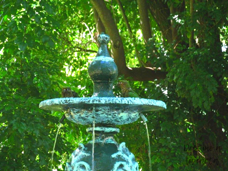 aves jardín botánico buenos aires
