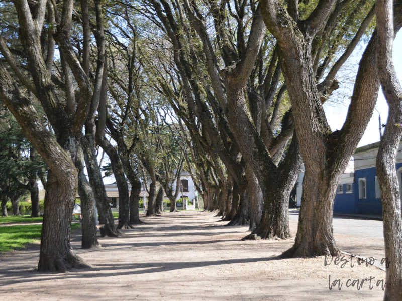 Arboles Plaza Doroteo García